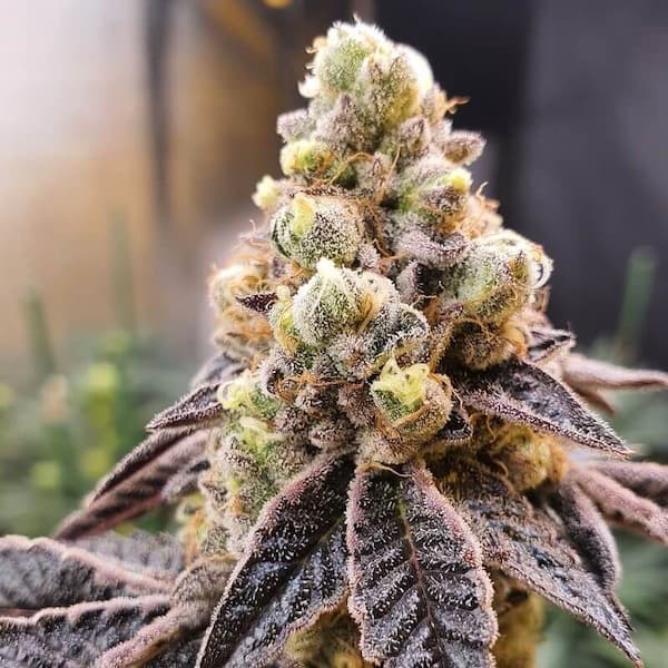 Wedding Slurripie Seed > Elev8 Seeds | Feminized Cannabis   |  Indica